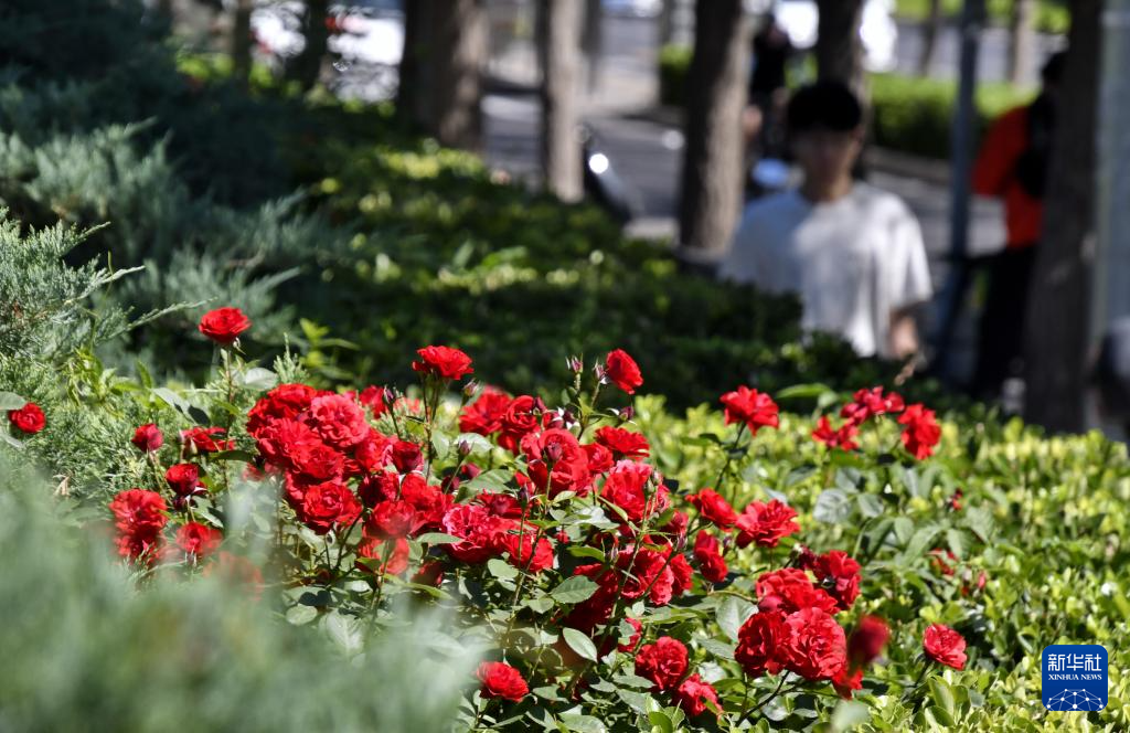 月季花扮靓北京道路