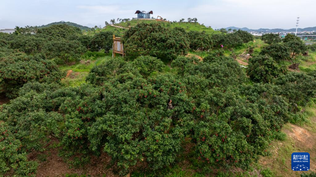 广东茂名：荔枝飘香
