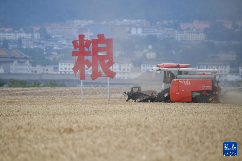 西安长安：神禾塬上麦收忙