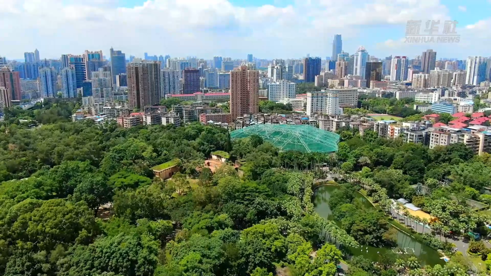 “格桑花”逐梦大湾区——益西金巴和他的“特殊朋友们”