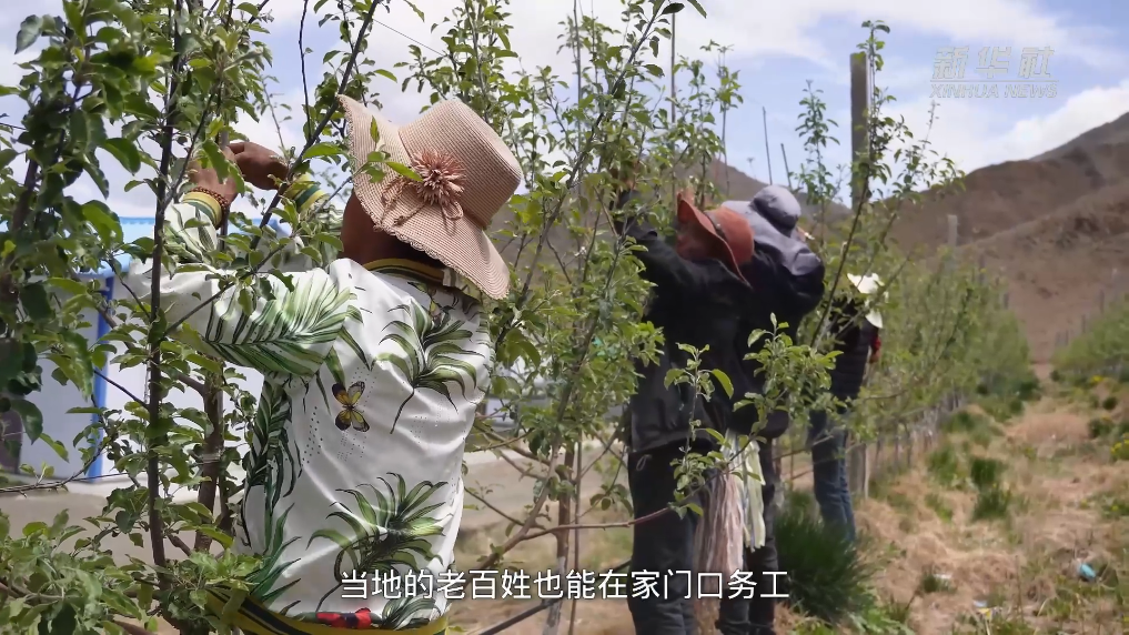 西藏自治区成立60周年·乡村振兴丨科技兴农：西藏好苹果走向世界