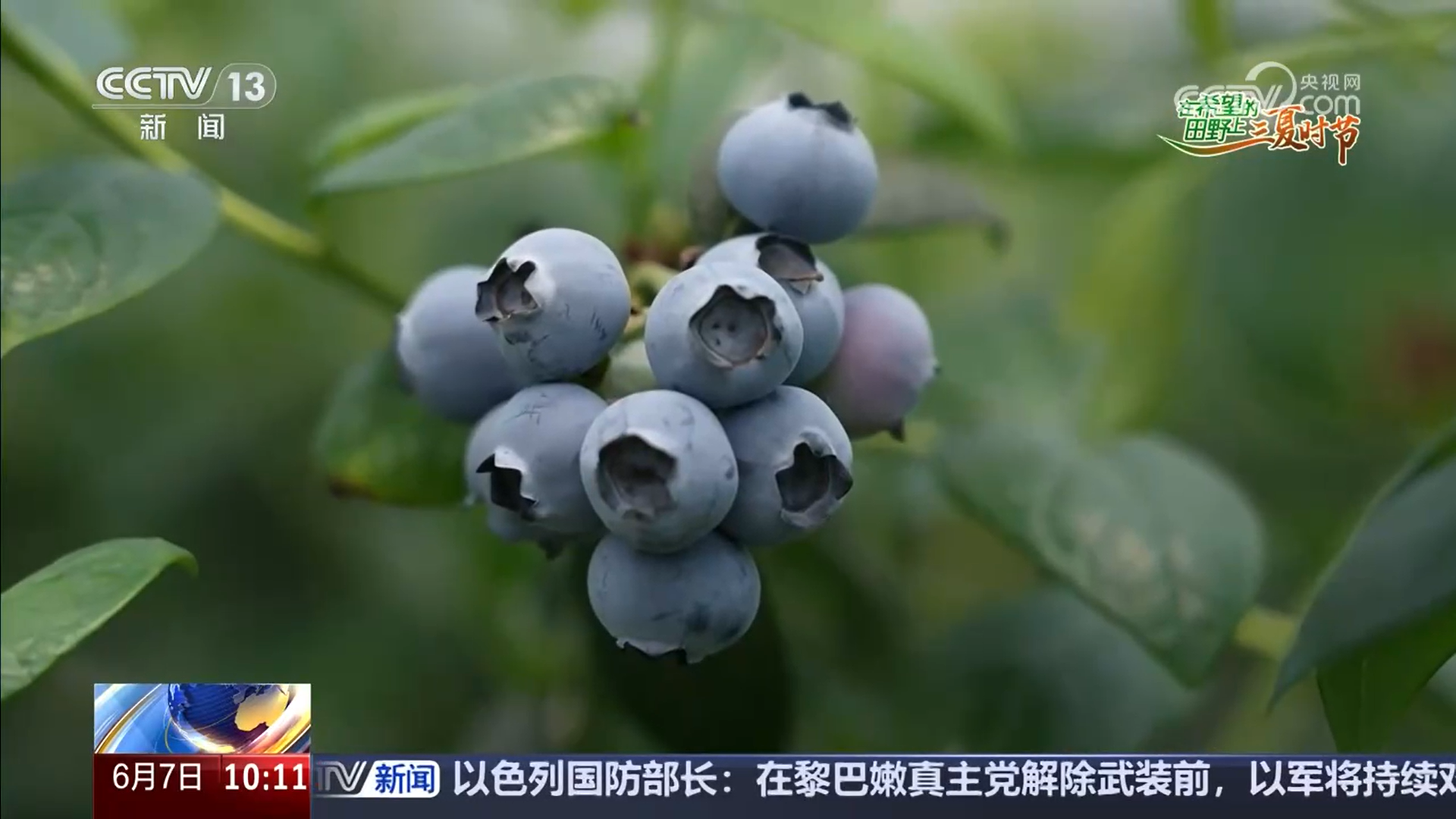 桃香满园、蓝莓压枝 麦熟时节水果也丰收 产业路宽富农家