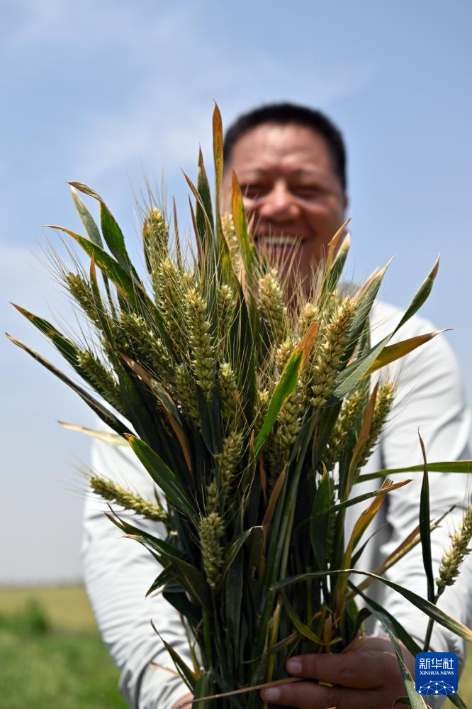 图片故事丨山西永济：种粮大户收获忙