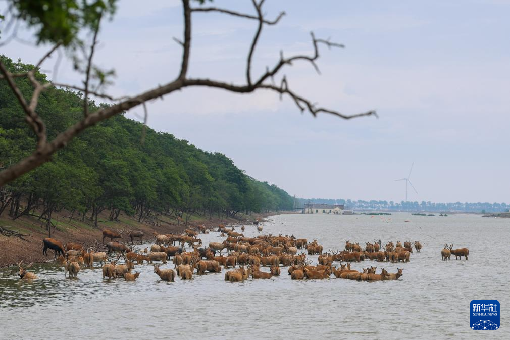 滨海湿地边的麋鹿守护者