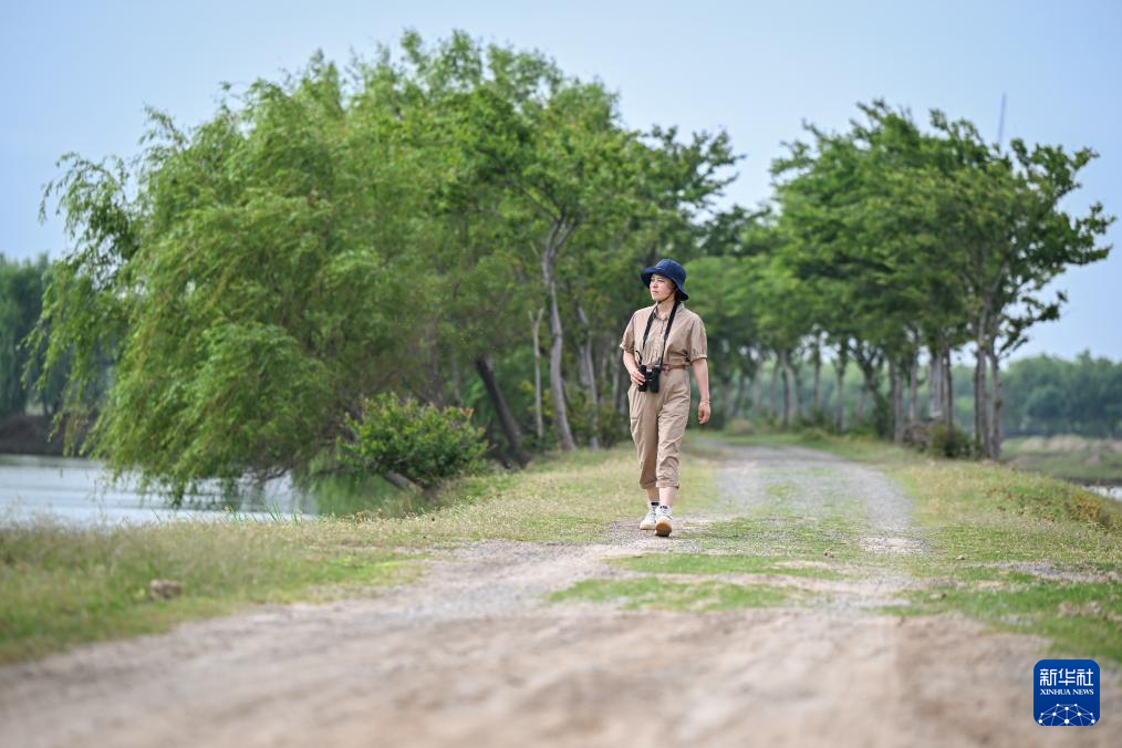 滨海湿地边的麋鹿守护者