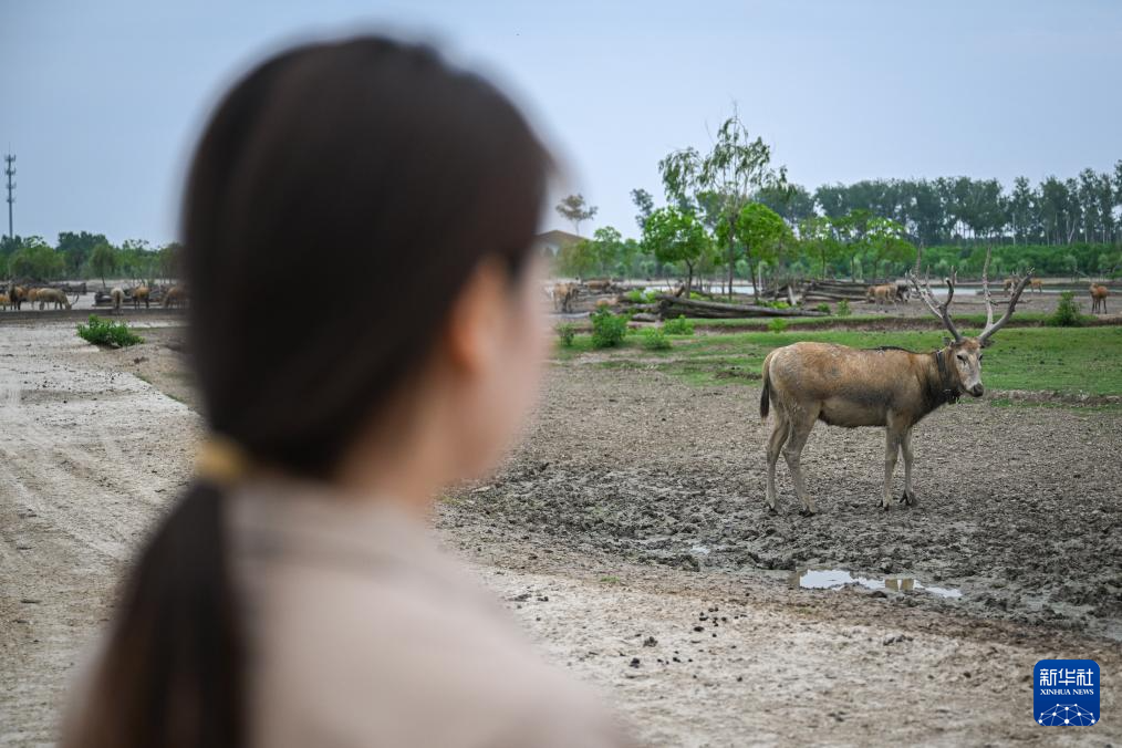 滨海湿地边的麋鹿守护者