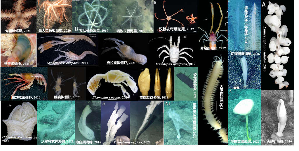 我国发布全球首个深海海山数字化智能体系