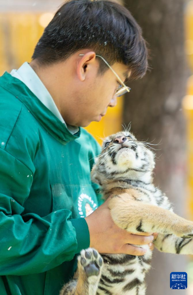 黑龙江：狮虎进入繁殖高峰期