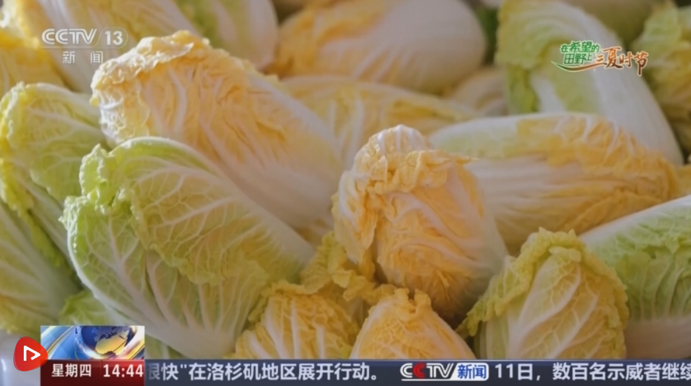 绿意盎然的“钱袋子”：高原夏菜成富民产业
