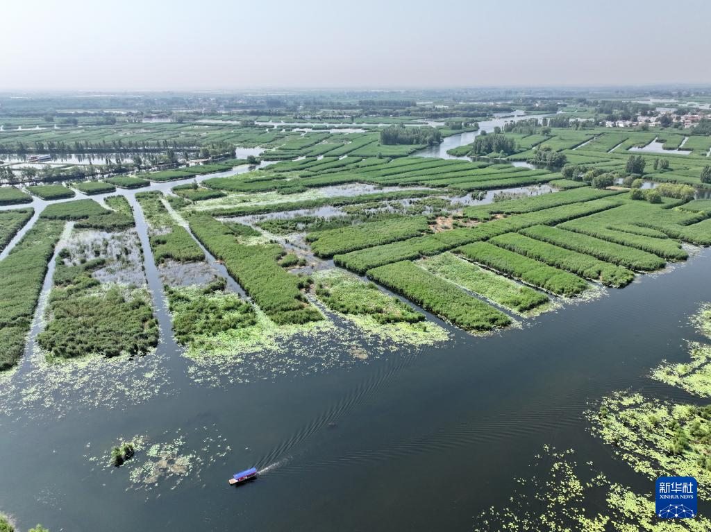 美丽中国丨白洋淀夏日风光之美