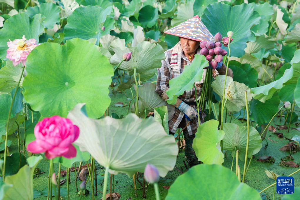 浙江武义：荷花产业助致富