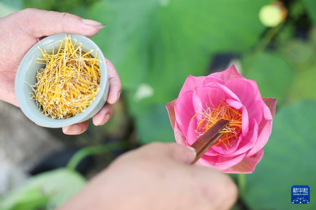 浙江武义：荷花产业助致富