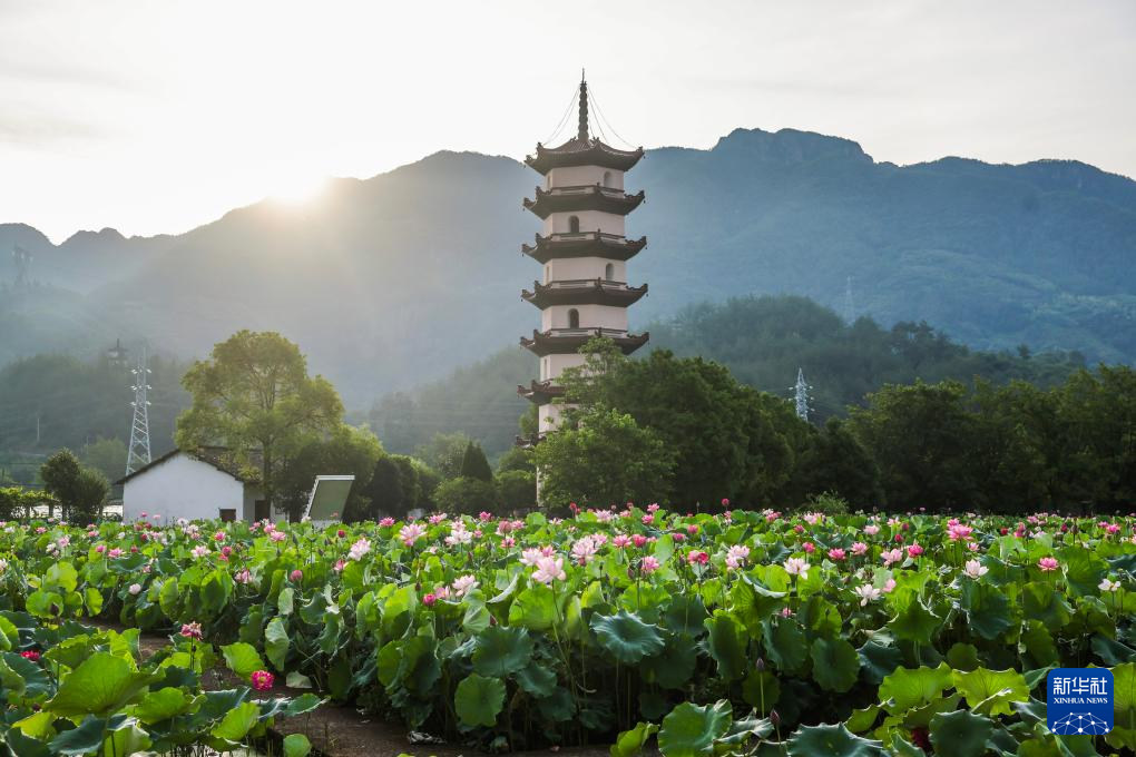浙江武义：荷花产业助致富