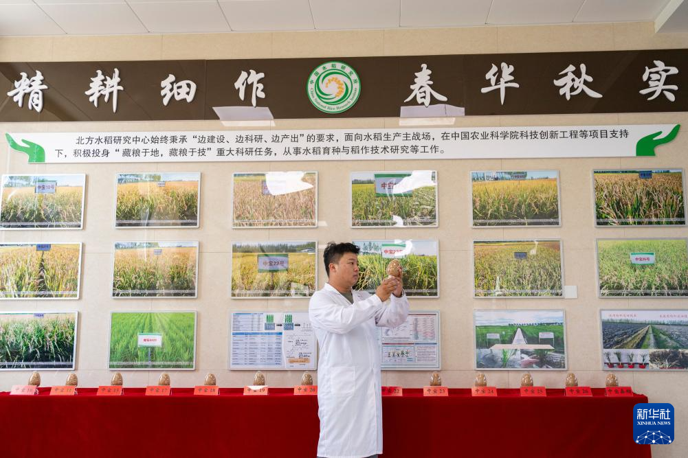用科技守护黑土稻香——探访中国水稻研究所北方水稻研究中心