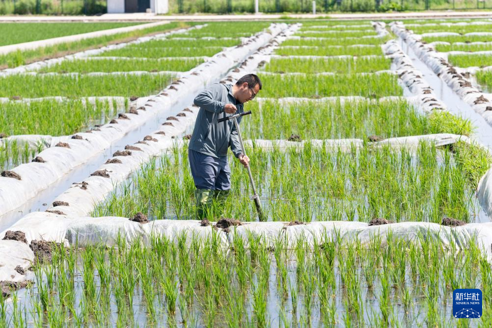 用科技守护黑土稻香——探访中国水稻研究所北方水稻研究中心
