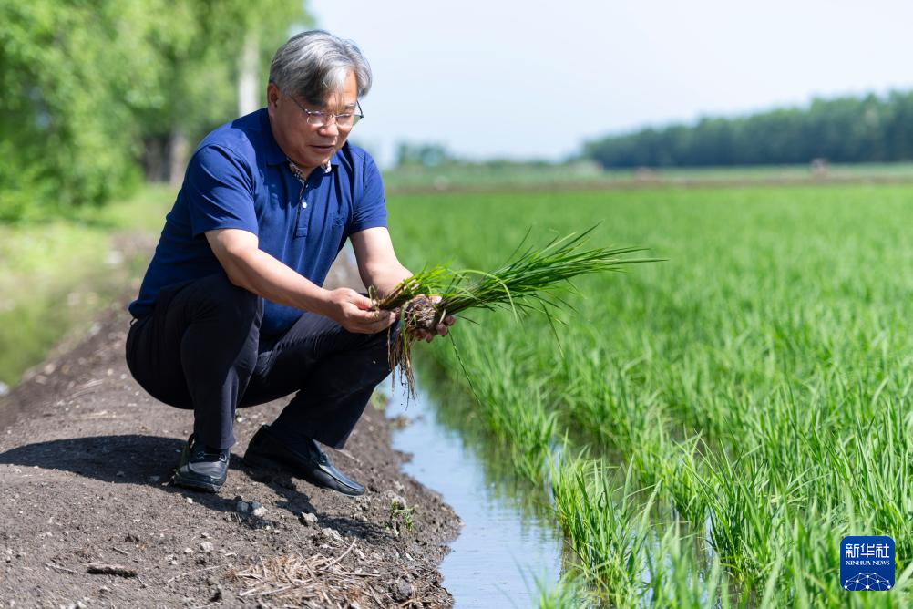 用科技守护黑土稻香——探访中国水稻研究所北方水稻研究中心