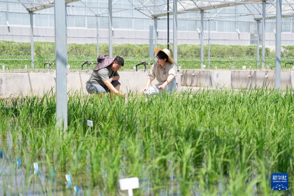 用科技守护黑土稻香——探访中国水稻研究所北方水稻研究中心