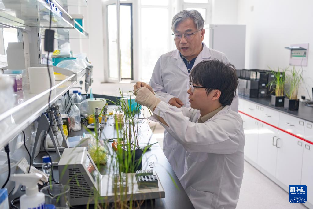 用科技守护黑土稻香——探访中国水稻研究所北方水稻研究中心