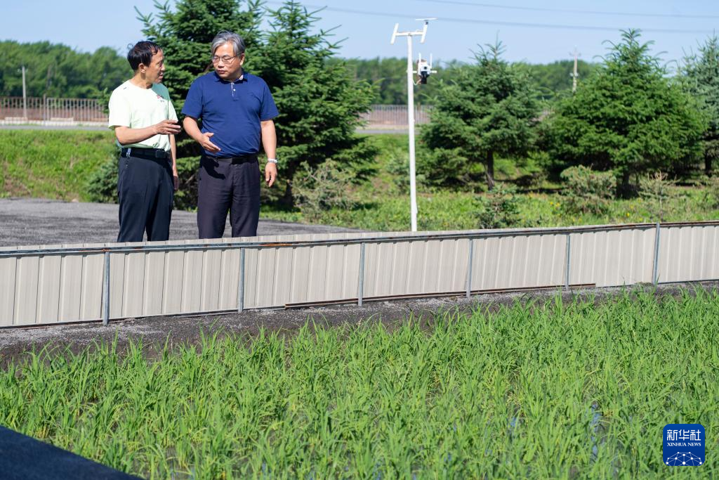 用科技守护黑土稻香——探访中国水稻研究所北方水稻研究中心