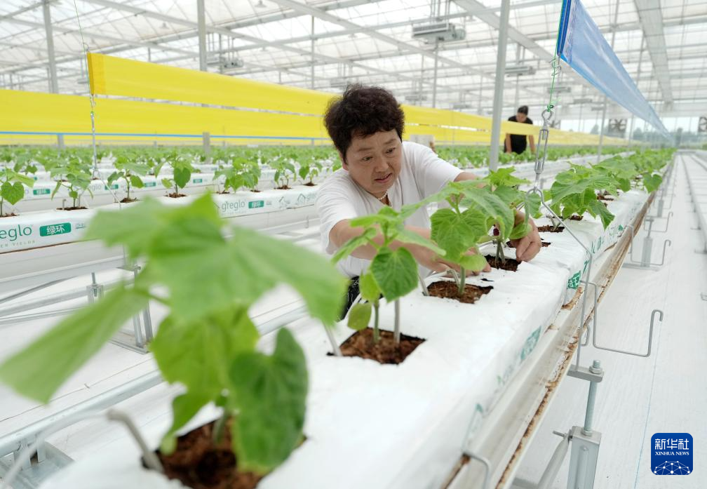 河北卢龙：发展设施农业促农增收