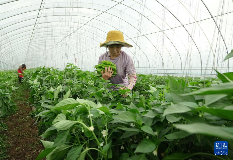 河北卢龙：发展设施农业促农增收