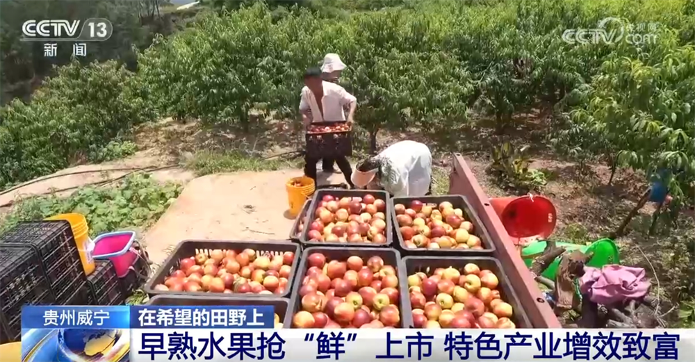早熟水果抢“鲜”上市“钱”景好 特色产业绘就乡村振兴新画卷