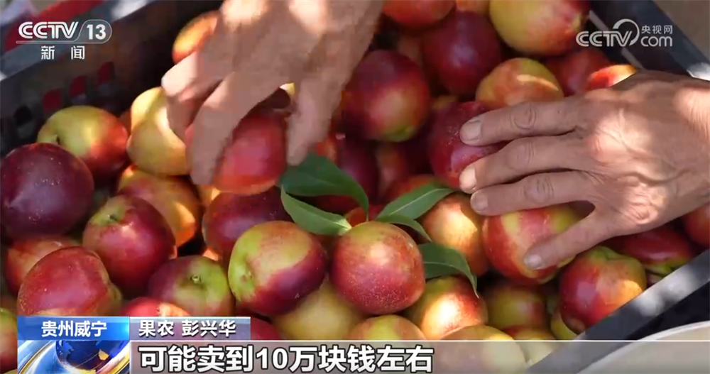 早熟水果抢“鲜”上市“钱”景好 特色产业绘就乡村振兴新画卷
