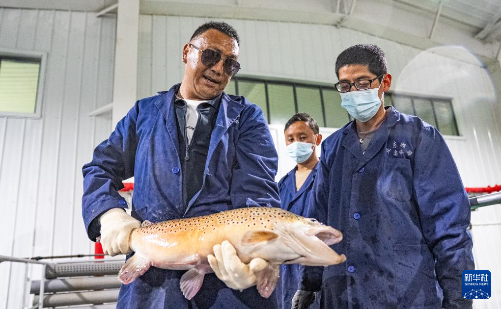 西藏亚东：山高谷深鲑鱼肥