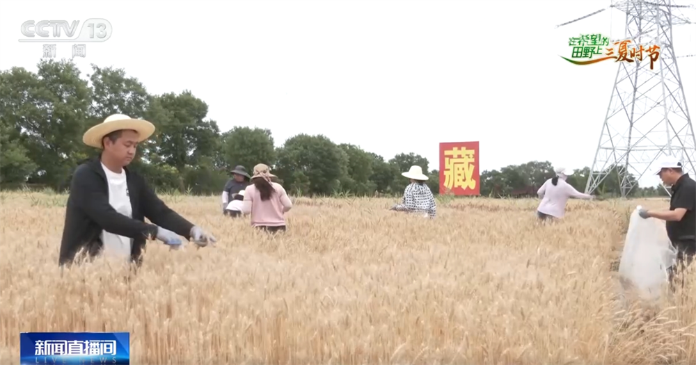良种良机良法为夏粮丰收提供“硬支撑” 农业现代化图景有“智”更有“质”