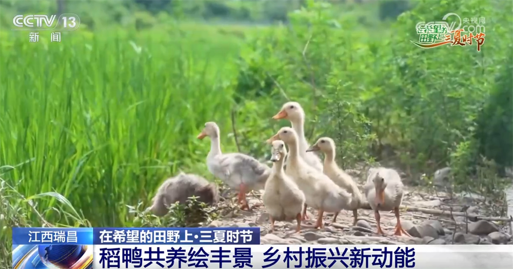 “机械+科技”、稻鸭共养、移动菇房 “智慧”引擎激活乡村振兴新动能