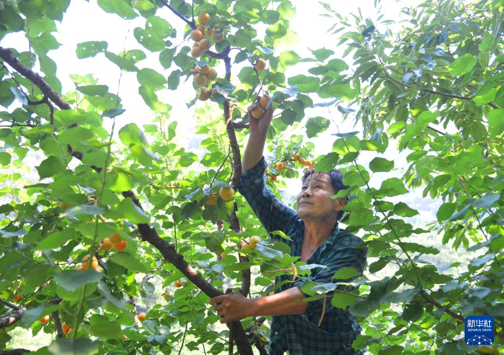 北京平谷：红杏成熟上市