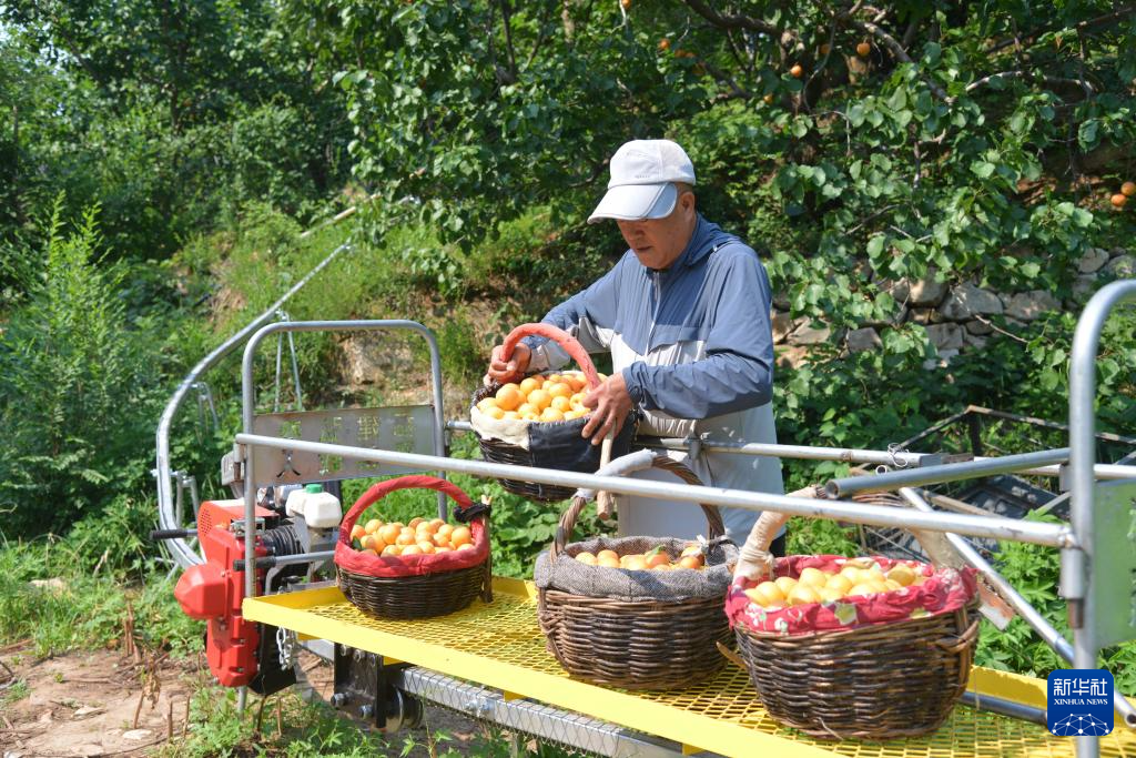 北京平谷：红杏成熟上市