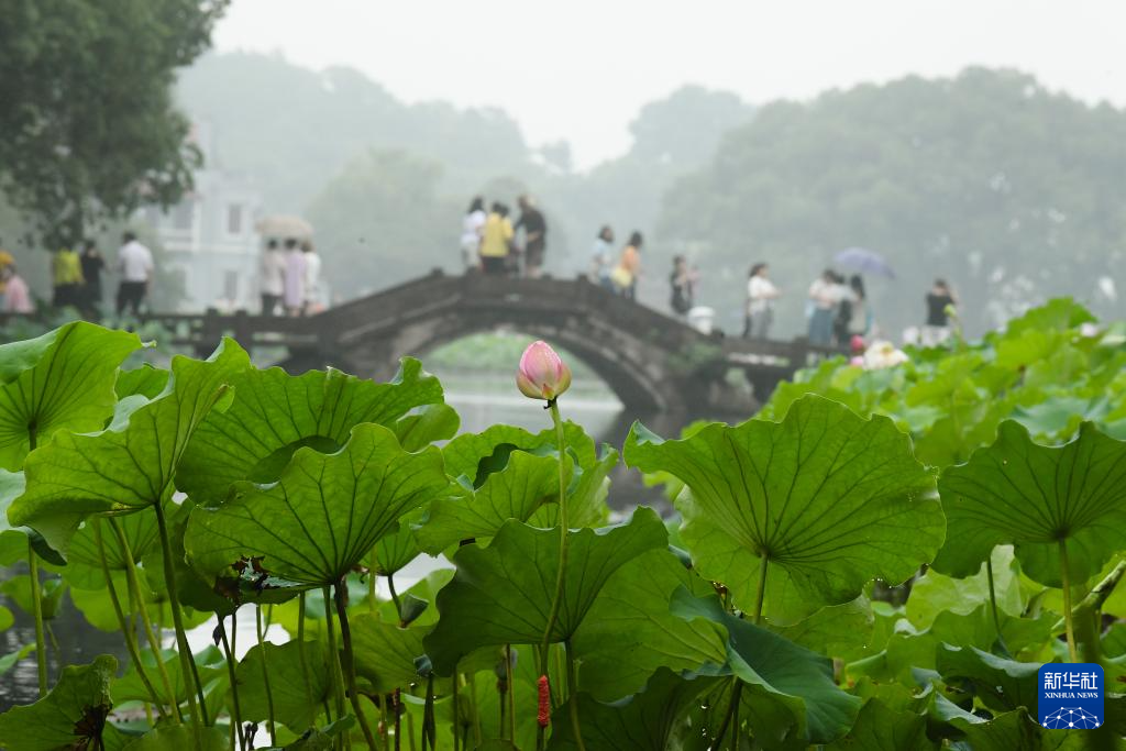 杭州：西湖荷花盛开