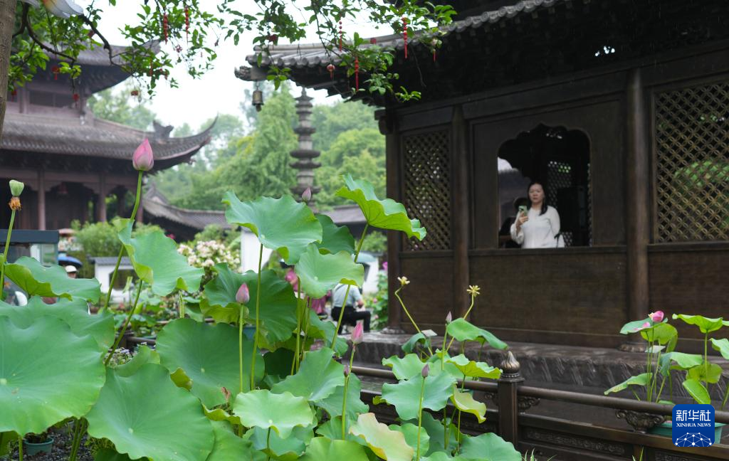 杭州：西湖荷花盛开