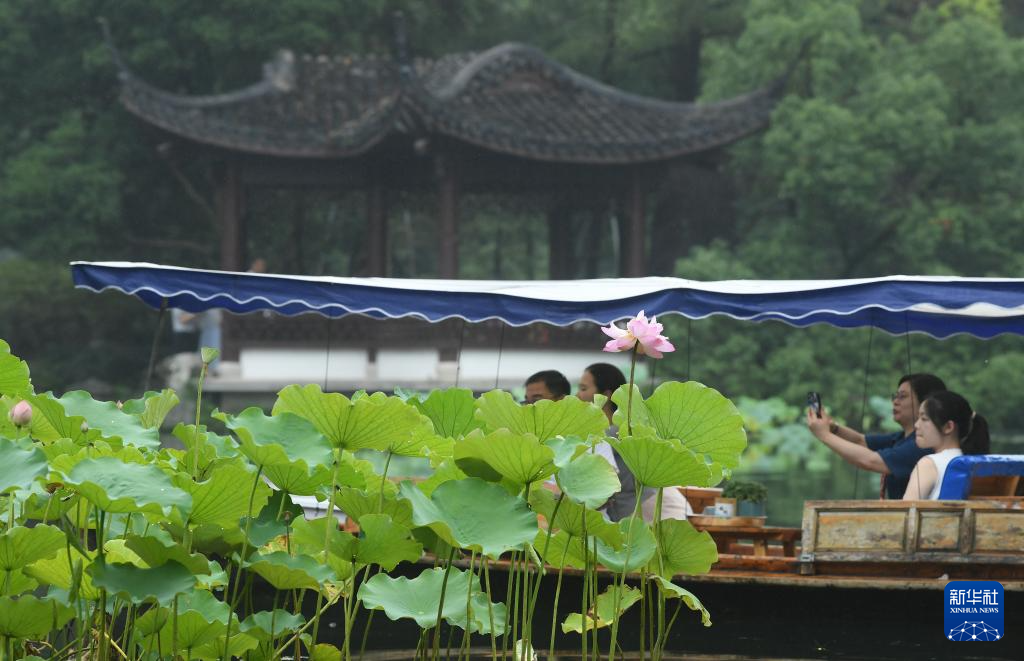 杭州：西湖荷花盛开