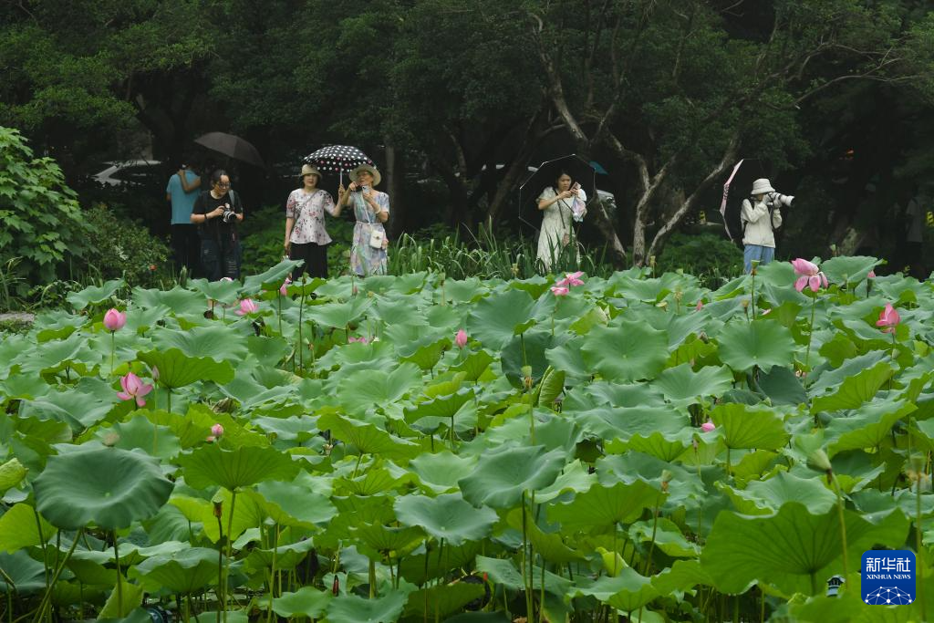 杭州：西湖荷花盛开