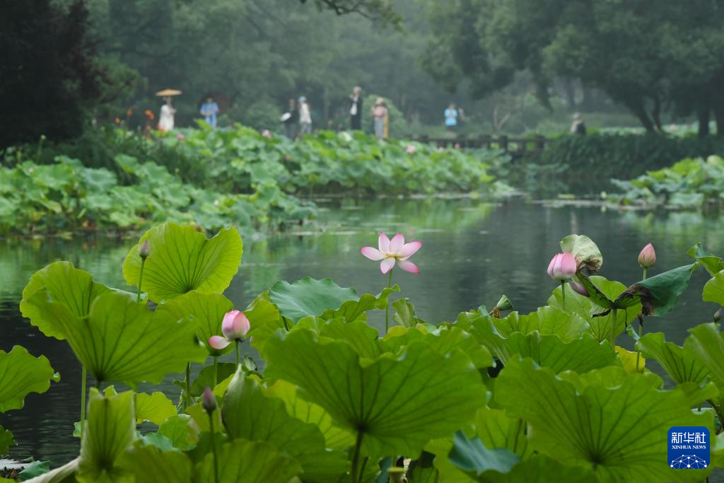 杭州：西湖荷花盛开