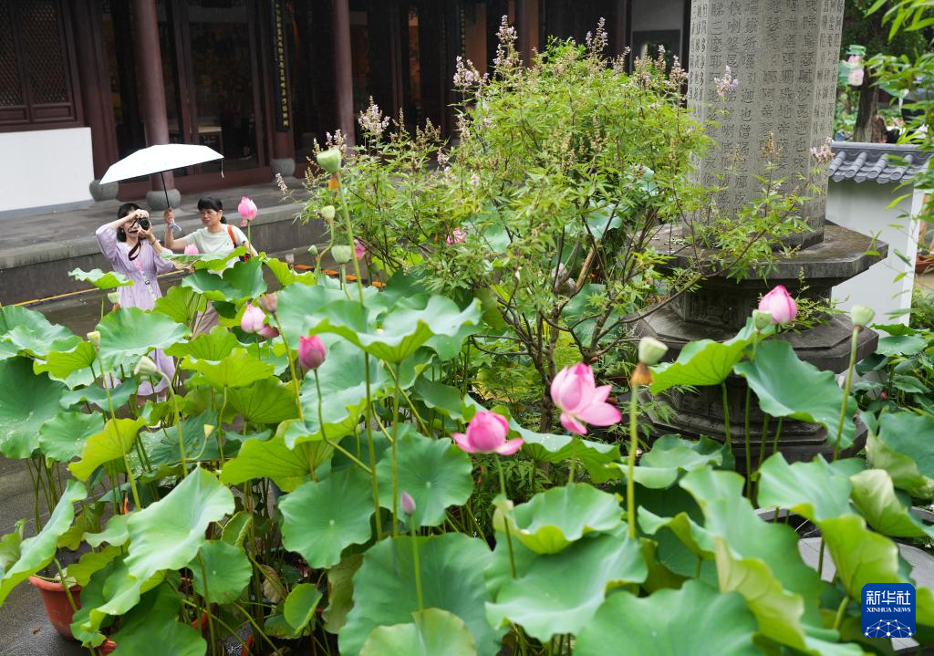 杭州：西湖荷花盛开