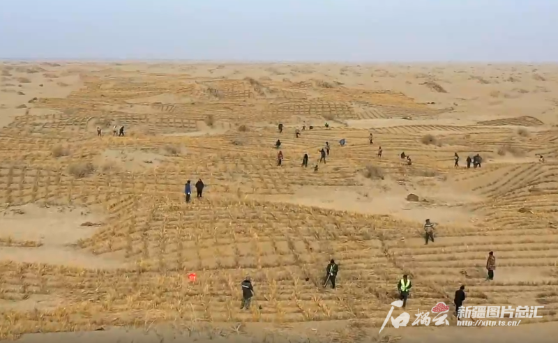 天山观察丨再战沙海