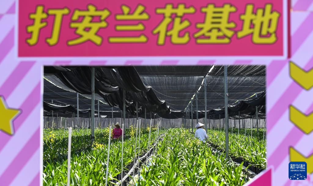 海南白沙：兰花产业助力乡村振兴