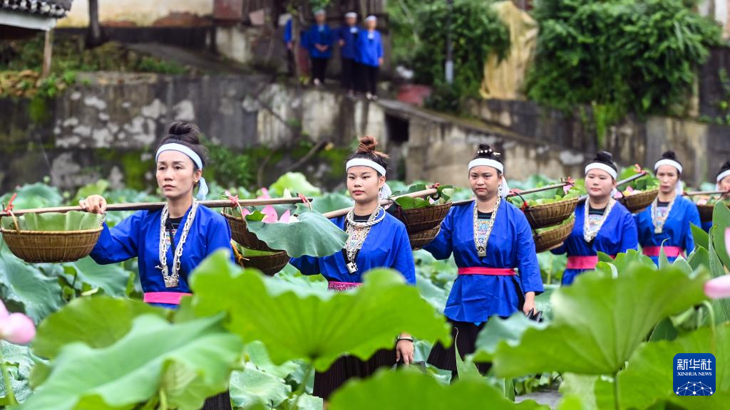 广西三江：荷花伴侗歌 农文旅融合引客来