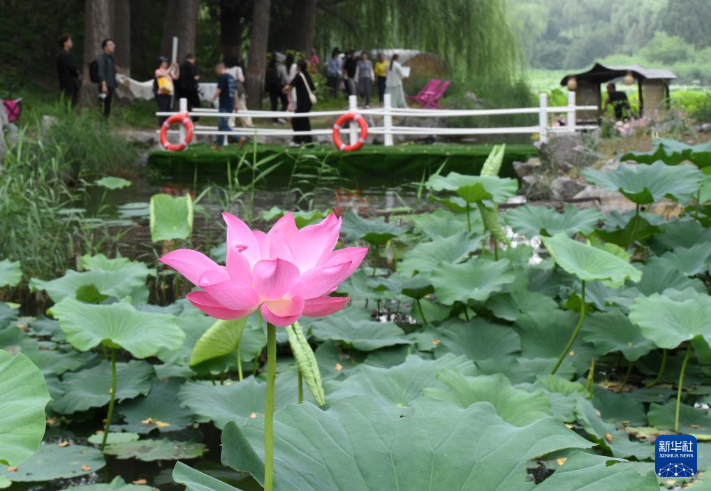 圆明园第三十届荷花节开幕