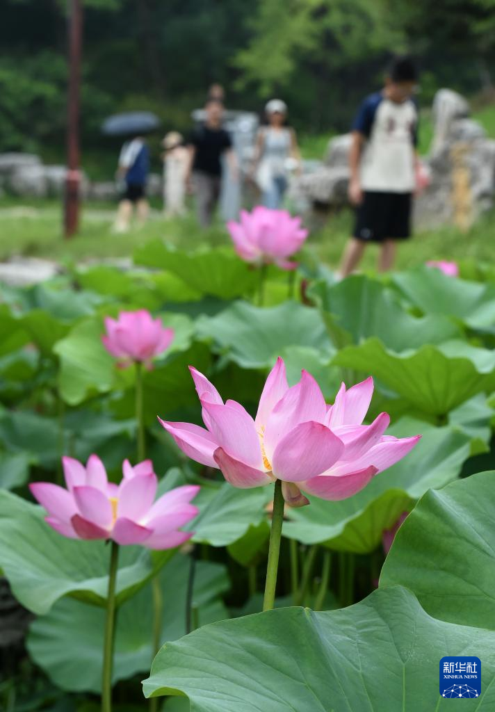 圆明园第三十届荷花节开幕