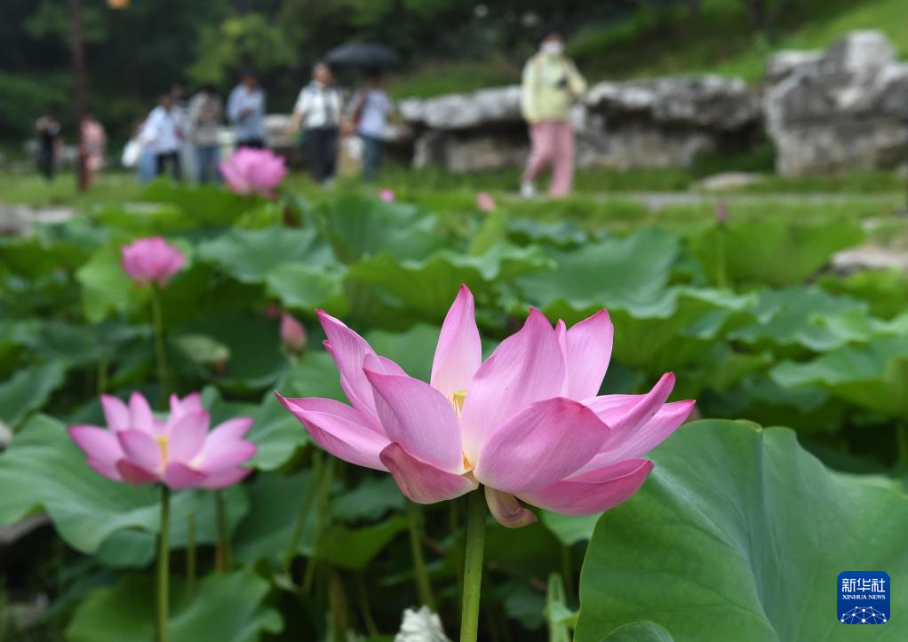 圆明园第三十届荷花节开幕