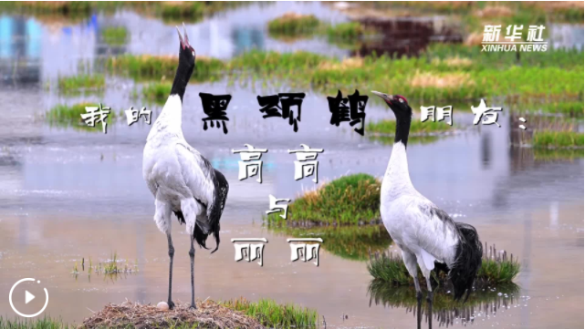 我的黑颈鹤朋友：高高与丽丽