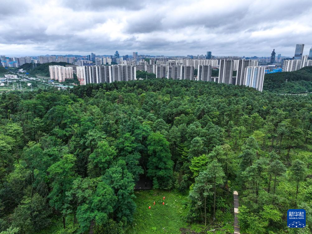 百年接力，守护城市万亩林海