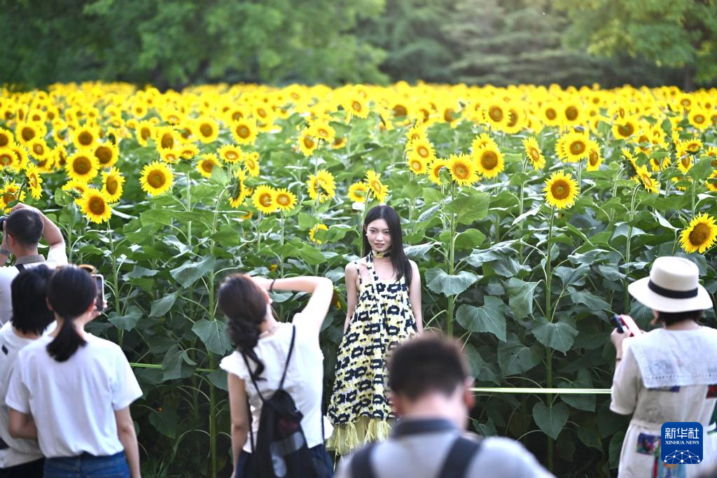 盛夏里的向日葵