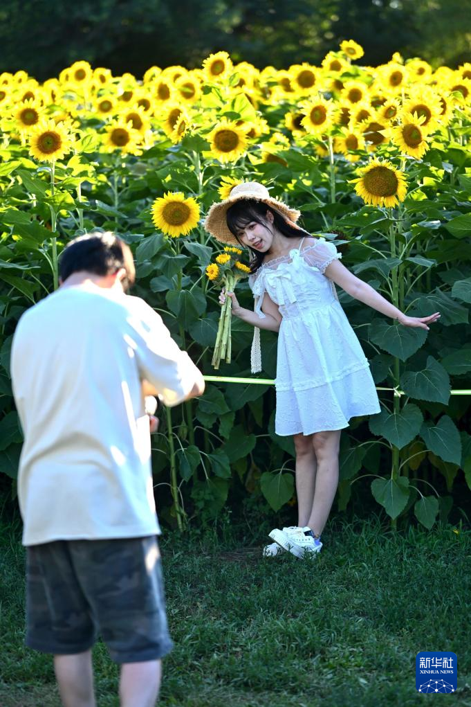 盛夏里的向日葵
