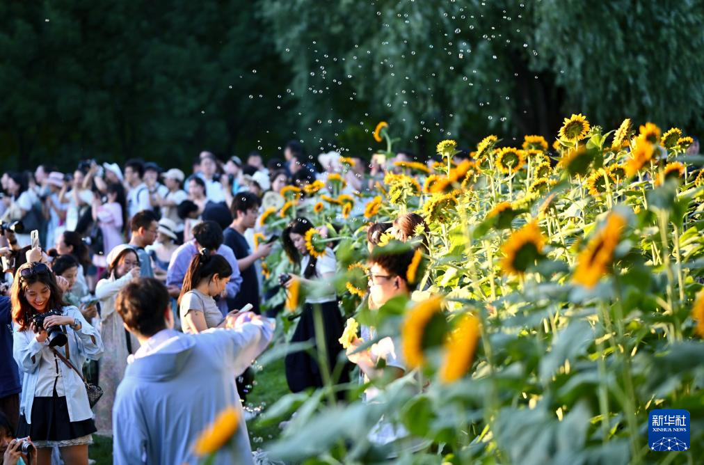 盛夏里的向日葵