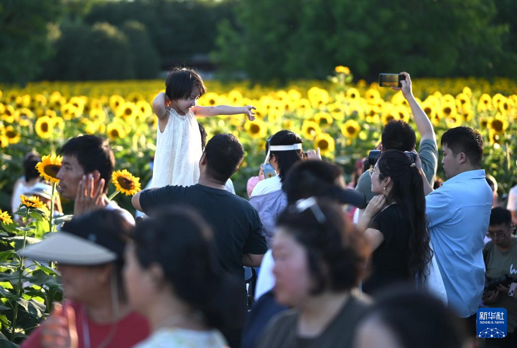 盛夏里的向日葵